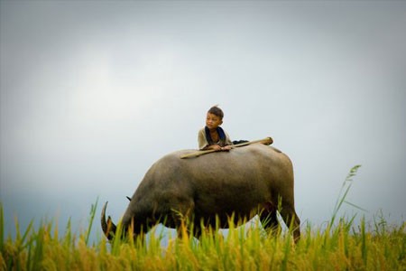 Cậu bé chăn trâu ở Sapa.